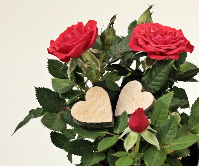 Free stock image of Mother's Day created by Pixabay