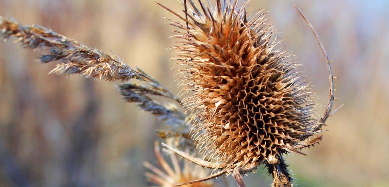 Free stock image of Thorny Plant created by Pixabay