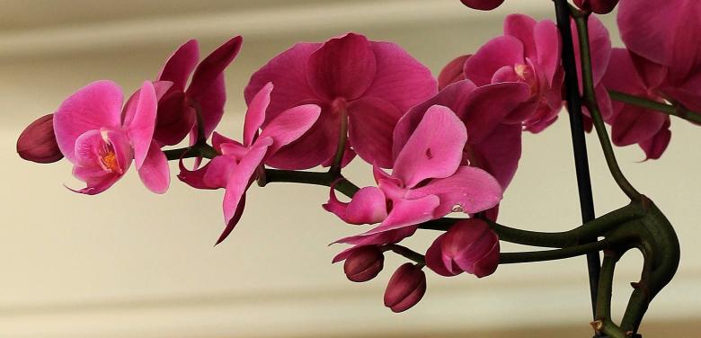 Free stock image of Wild Orchids created by Pixabay
