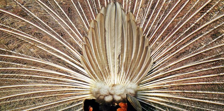 Free stock image of White Peacock Feathers created by Pixabay