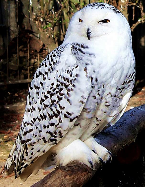 Free stock image of Snow Owl created by Pixabay
