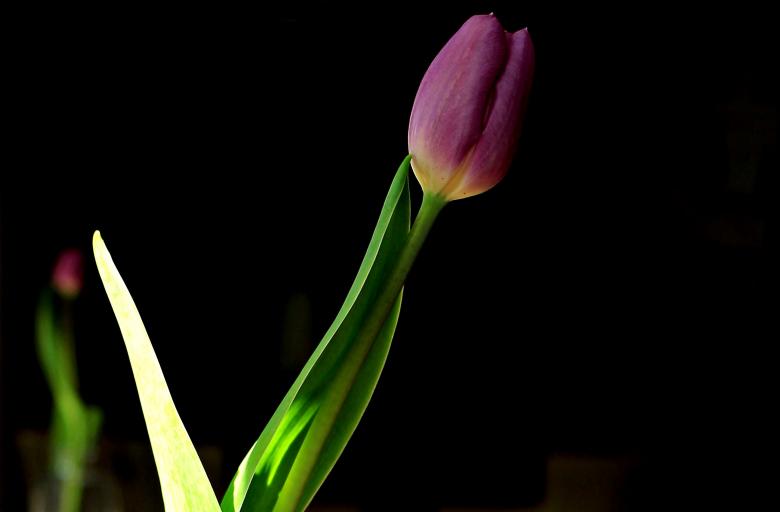 Free stock image of Fresh Tulip created by Pixabay