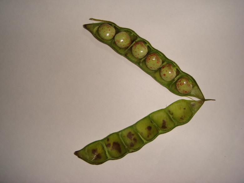 Free stock image of Green Peas created by kiraan