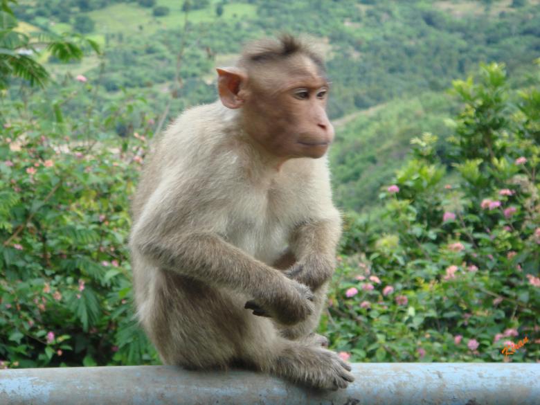 Free stock image of Sitting Monkey created by kiraan