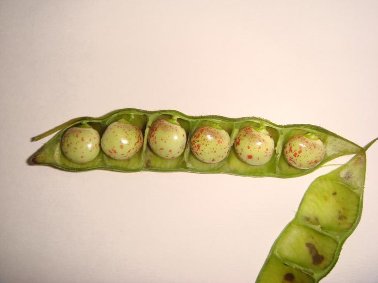 Free stock image of Green Peas created by kiraan
