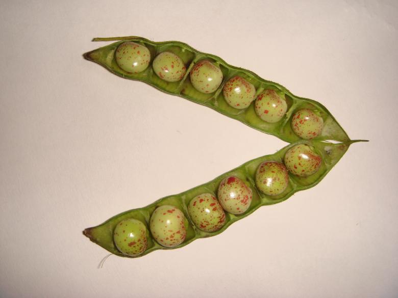 Free stock image of Green Peas created by kiraan