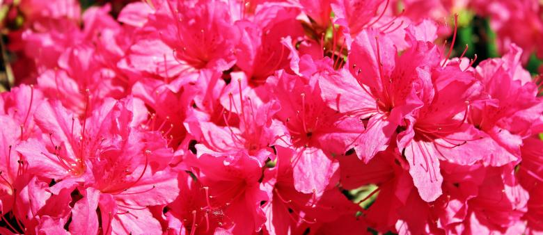 Free stock image of Fresh Azalea created by Pixabay