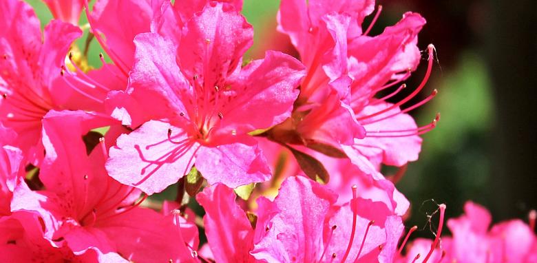 Free stock image of Fresh Azalea created by Pixabay