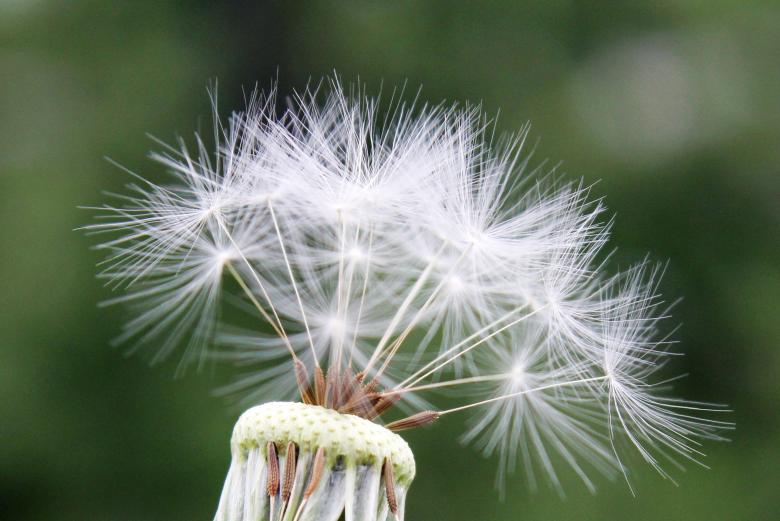 Free stock image of Macro Dandelion created by Pixabay