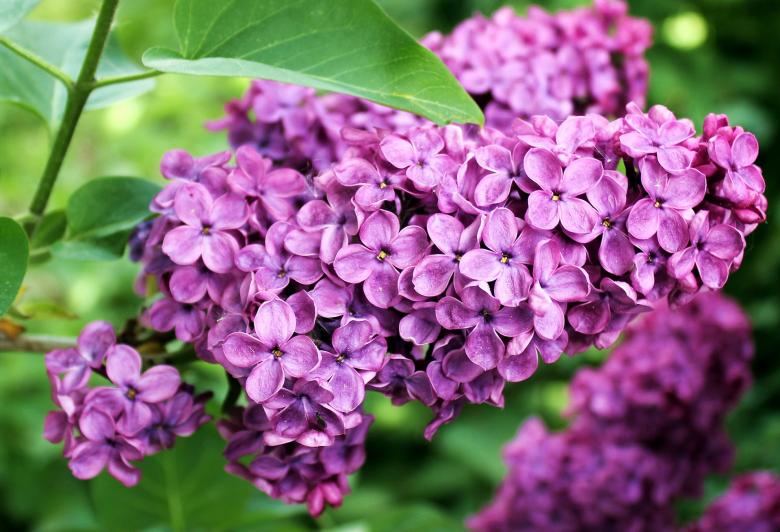 Free stock image of Pink Lilac created by Pixabay