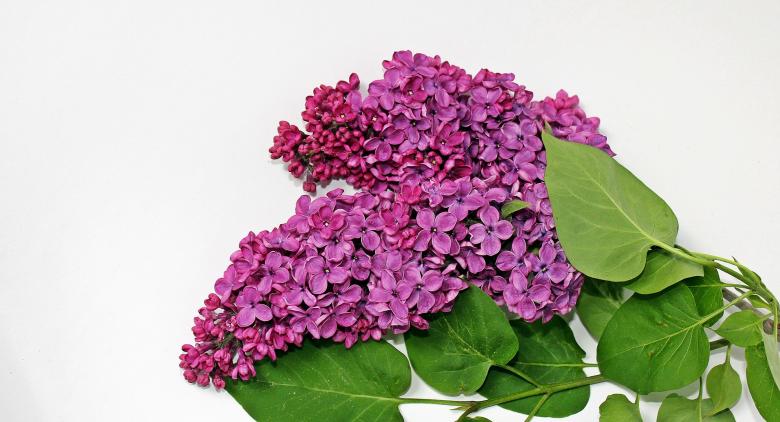 Free stock image of Pink Lilac created by Pixabay