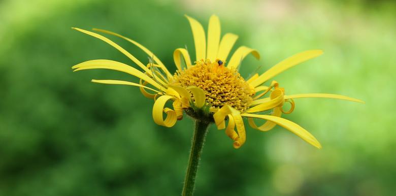 Free stock image of Blooming Magerite created by Pixabay