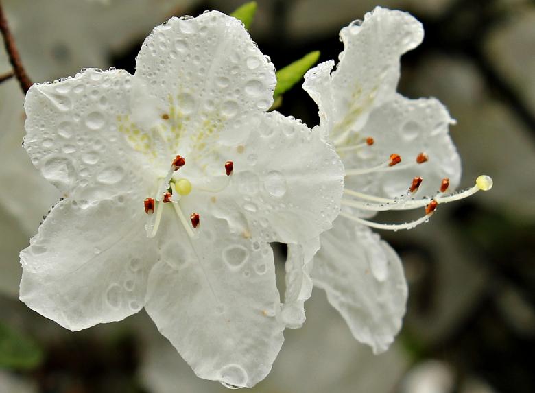 Free stock image of Fresh Rhododendron created by Pixabay