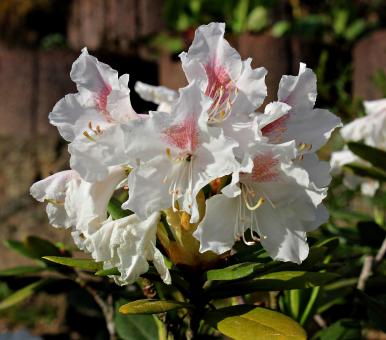 Free Stock Photo of Fresh Rhododendron