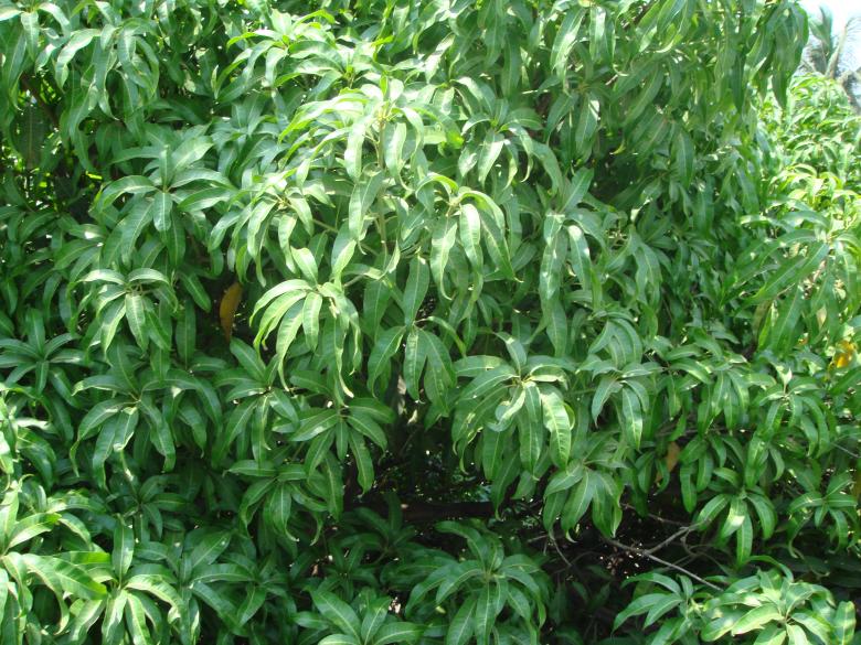 Free stock image of Green tree created by kiraan