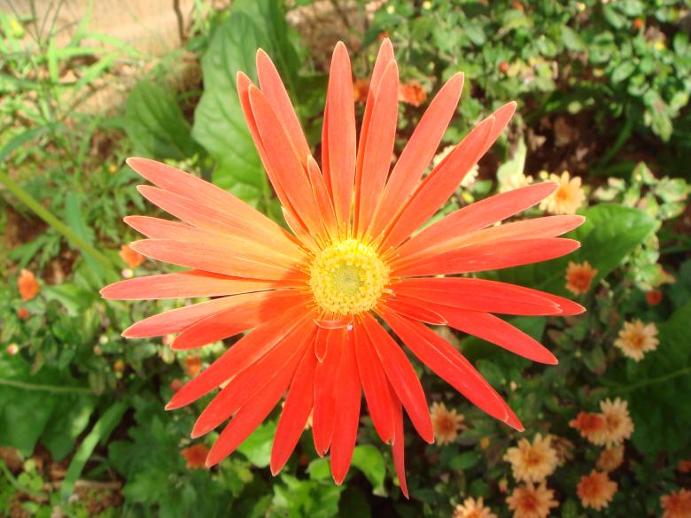 Free stock image of Flower in Bloom created by kiraan