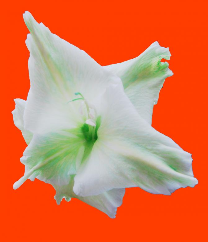 Free stock image of White Flower on Red created by kiraan