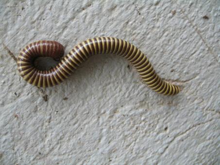 Worm - Free Stock Photo
