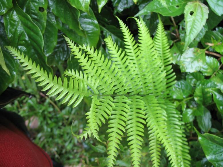 Free stock image of Green Fern created by kiraan