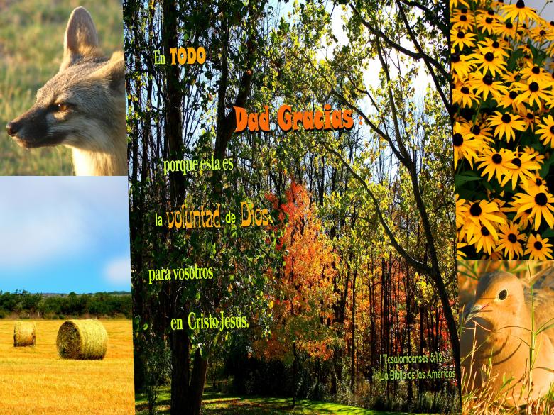Free stock image of Dad Gracias created by DFNatureAwed