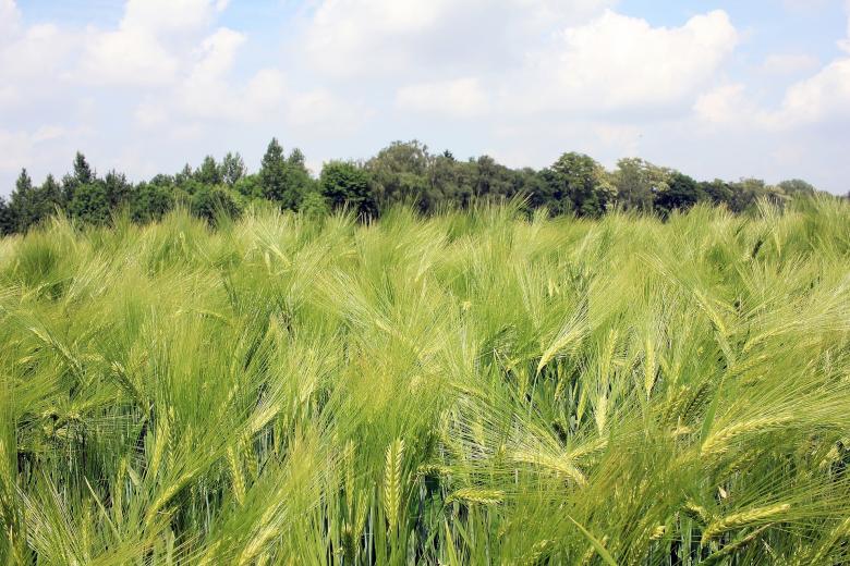 Free stock image of Barley Field created by Pixabay