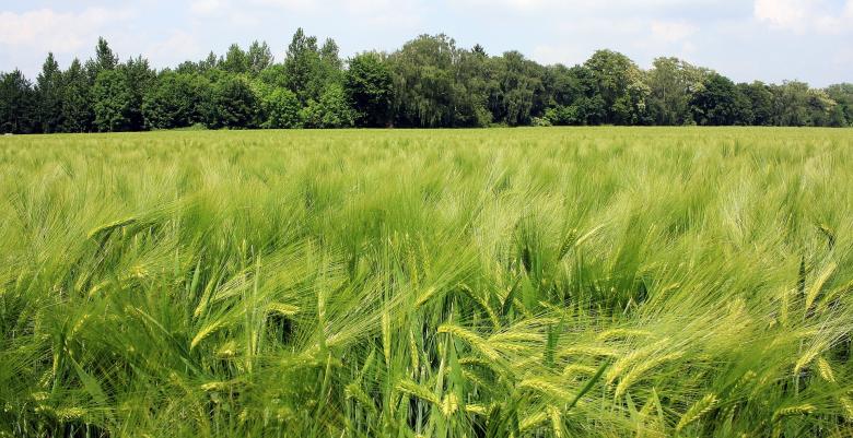 Free stock image of Barley Field created by Pixabay