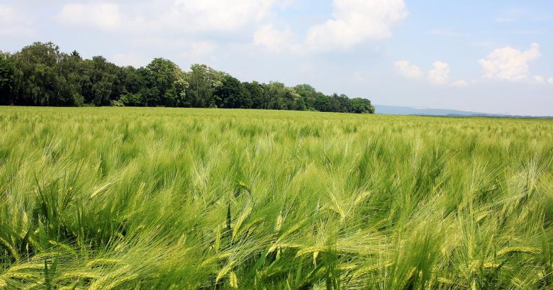 Free stock image of Barley Field created by Pixabay