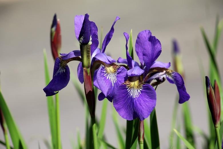 Free stock image of Fresh Iris created by Pixabay