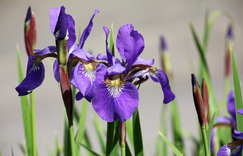 Free stock image of Fresh Iris created by Pixabay