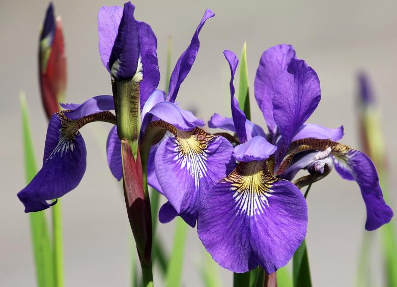Free stock image of Fresh Iris created by Pixabay