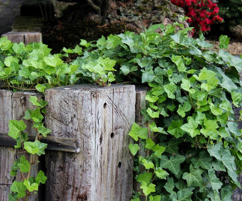 Free stock image of Ivy Plant created by Pixabay