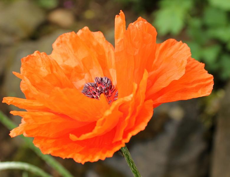 Free stock image of Macro Klatschmohn created by Pixabay