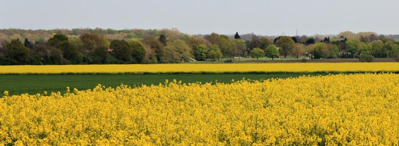 Free stock image of Oilseed Field created by Pixabay