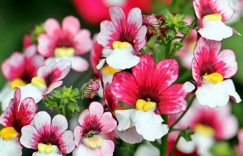 Free stock image of Fresh Loewenmaeulchen created by Pixabay