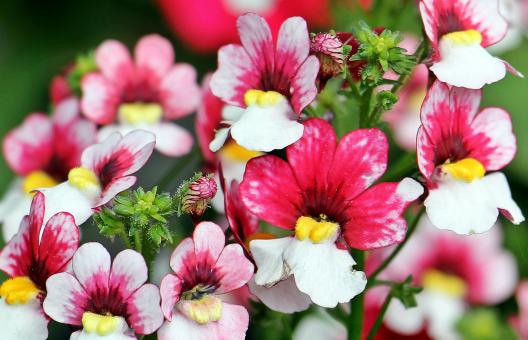 Free Stock Photo of Fresh Loewenmaeulchen