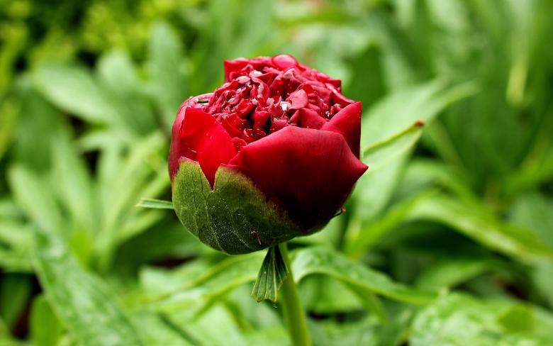 Free stock image of Macro Peony created by Pixabay