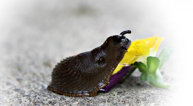 Free stock image of Macro Snail created by Pixabay