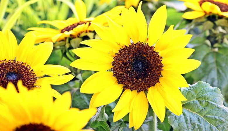 Free stock image of Sunflower Field created by Pixabay