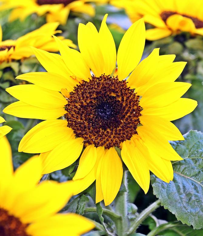 Free stock image of Sunflower Field created by Pixabay