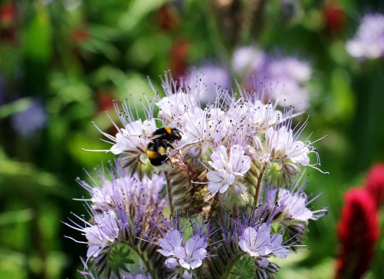 Free stock image of Bee on the Flowers created by Pixabay