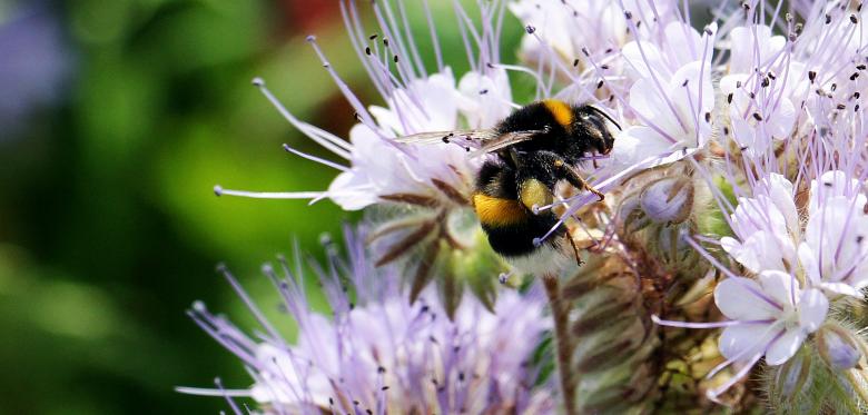 Free stock image of Bee on the Flowers created by Pixabay