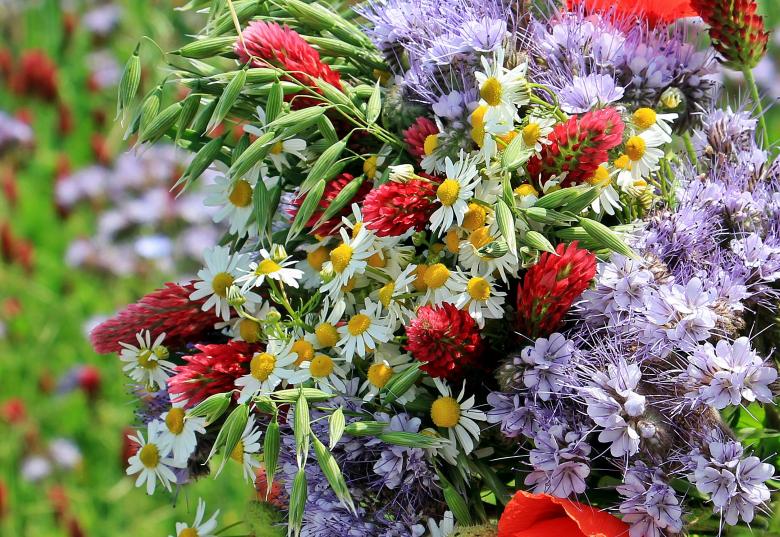 Free stock image of Wild Flowers created by Pixabay