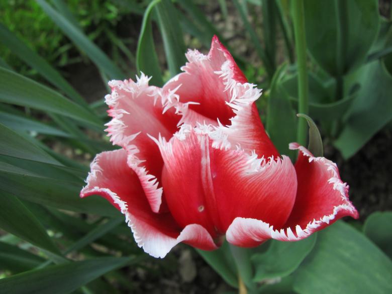 Free stock image of Summer Tulip Flower created by Boris Kyurkchiev