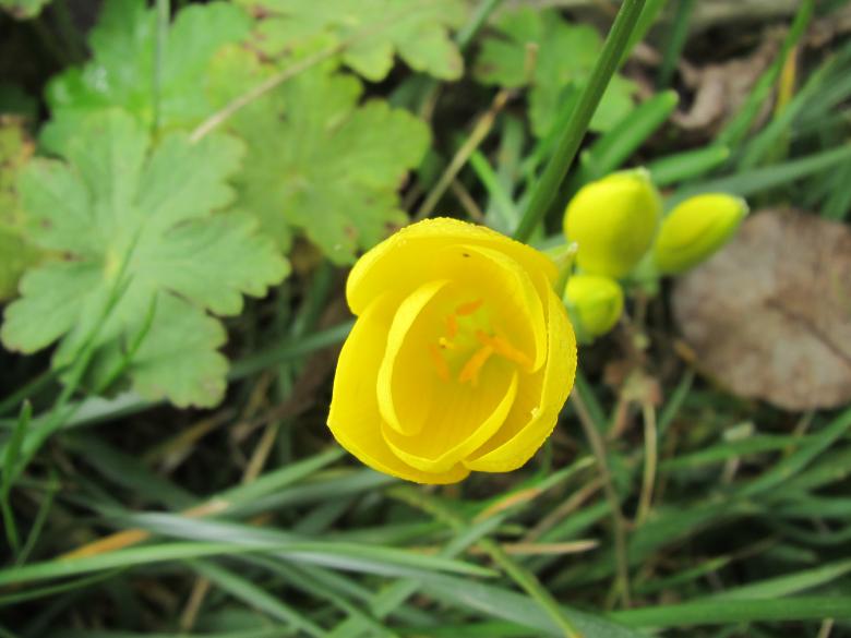 Free stock image of Yellow Crocus Flower created by Boris Kyurkchiev