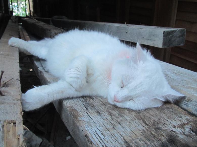 Free stock image of White cat sleeping created by Boris Kyurkchiev