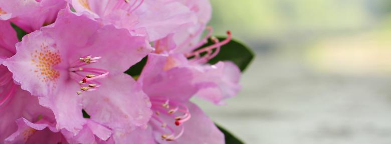 Free stock image of Fresh Azalea created by Pixabay
