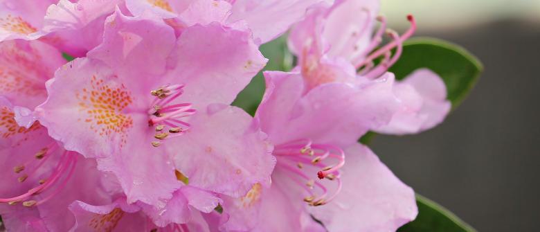 Free stock image of Fresh Azalea created by Pixabay
