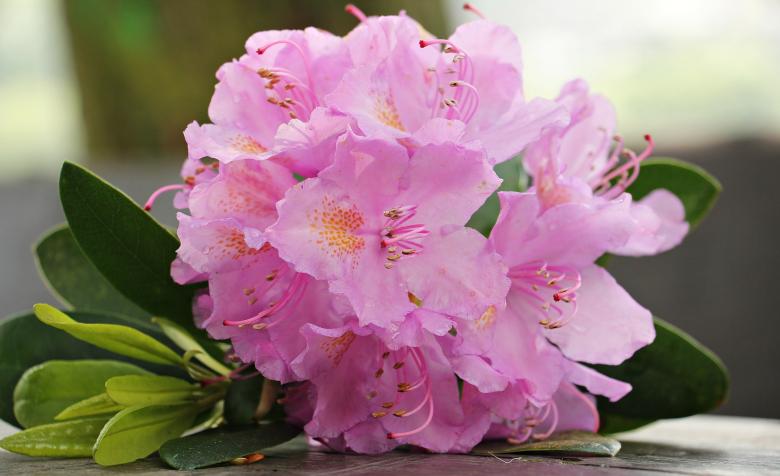 Free stock image of Fresh Azalea created by Pixabay