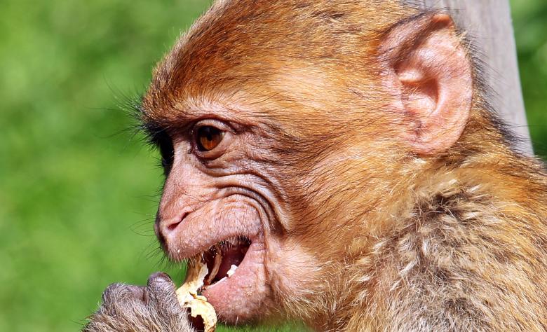 Free stock image of Barbary Ape created by Pixabay