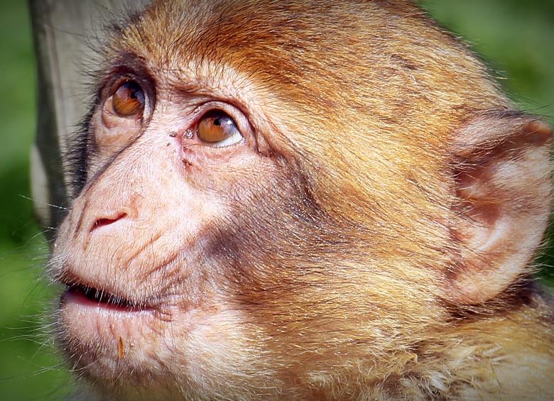 Free stock image of Barbary Ape created by Pixabay